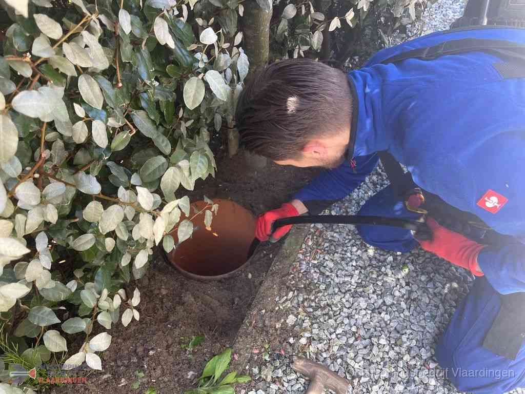 Rioolvliegjes Vlaardingen Rioolvliegjes Vlaardingen